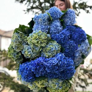 A close-up view of a premium-quality hydrangea blossom on a single stem, showcasing its lush petals and elegant beauty