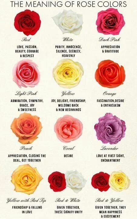 rose-meanings